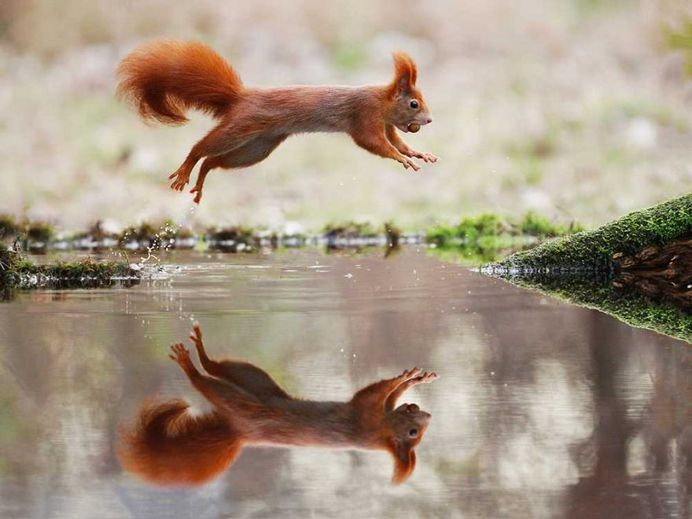Julian Rad Captures Fabulous Photos of the European Red Squirrel