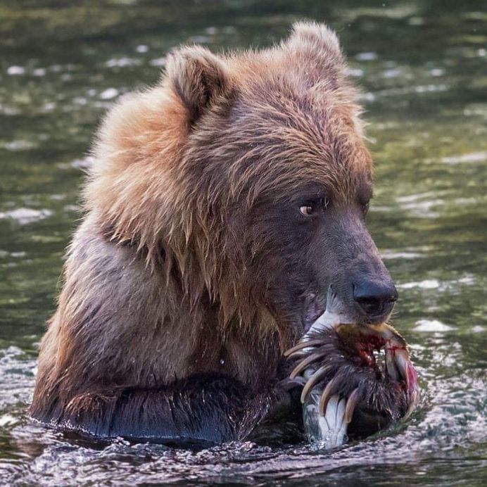 Breathtaking Close-Up Portraits of Wild Animals by Ina Schieferdecker