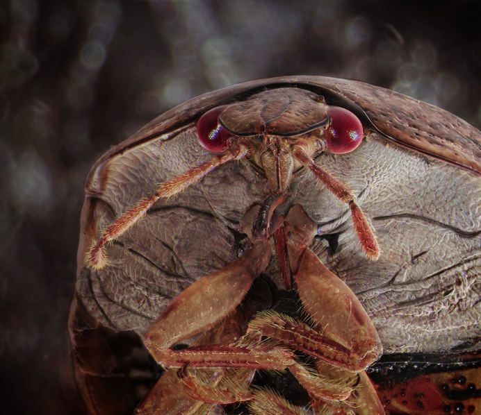 Daniel Kariko Captured Miniature Monsters Living in Our Homes
