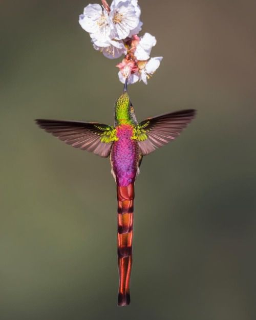 Photogrist Photo Tumblr — Bird Photography by Damilice Mansur