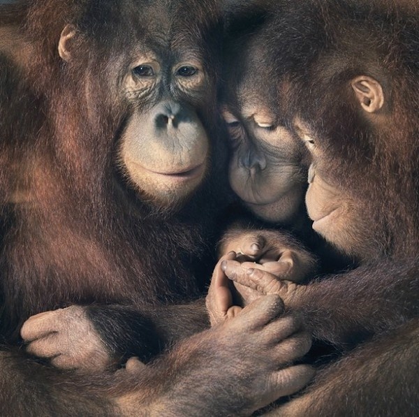 More Than Human35 http://www.fubiz.net/2012/10/30/more-than-human/ #family #animals