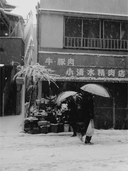 ☺ A blog for birds... #umbrella #snow #photography #japan #winter