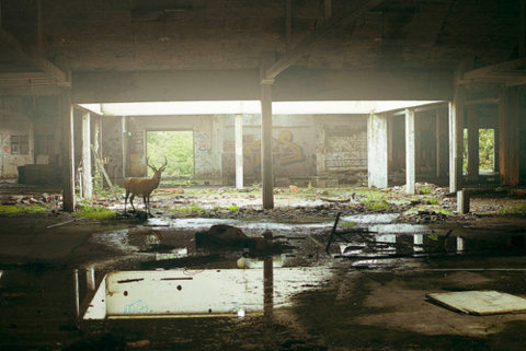 nonclickableitem #abandoned #deer #building #ruins