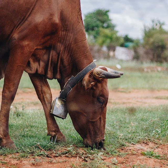 Mr. Cow Having Lunch At My Door Step #natgeo #natgeohub #natgeotravelpic #natgeocreative #africa #art #artoftheday #instaart #instagood #photo #photography #photobookIG #travel #canon #african #africans #africana #southafrica #limpopo #lens #camera #MagnumPhotos #color #photograph #justgoshoot #africaphotography #bugs #Nature #ant