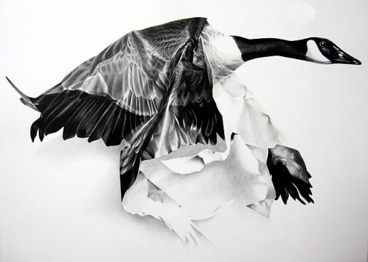 David B. Smith Gallery | Christina Empedocles, One Canadian #on #illustration #art #pencil #paper