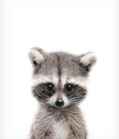 Raccoon print Woodland animals Nursery decor Animal art
