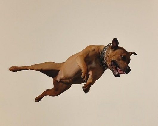 Triangle Triangle | 92474 | Wookmark #pitbull