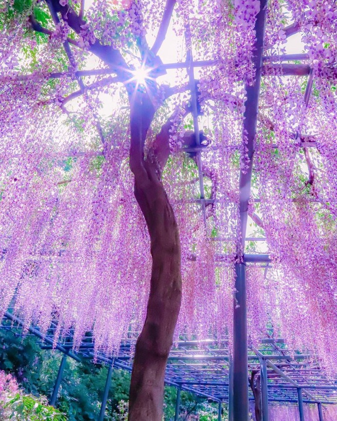 #flora_addict: Adorable Flower and Plant Photography by Kaori Hoshimoto