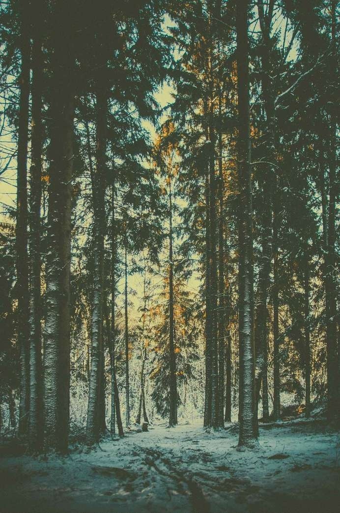 Swedish forest #forest #sweden #winter