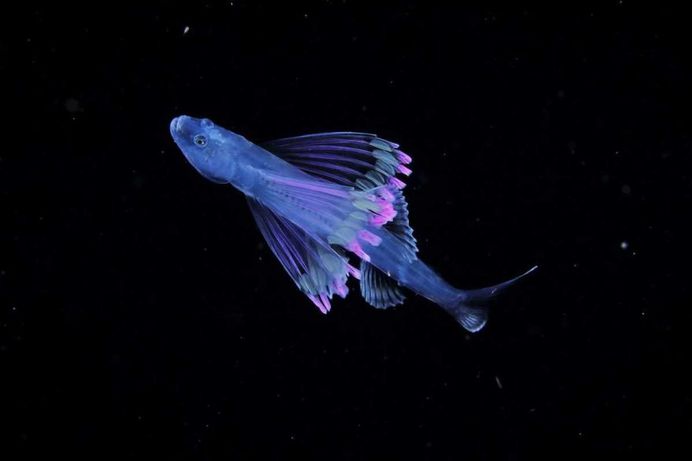 Photographer Ryo Minemizu Captures The Underwater World of Plankton