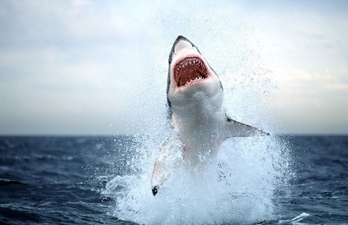 DeadFix » SOUTH AFRICA SHARK ATTACK #ocean #photography #sea #shark