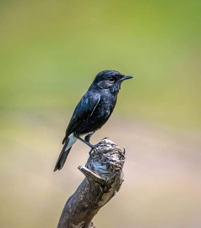 #indianbirds: Colorful Birds Photography by Balaji Krishnan
