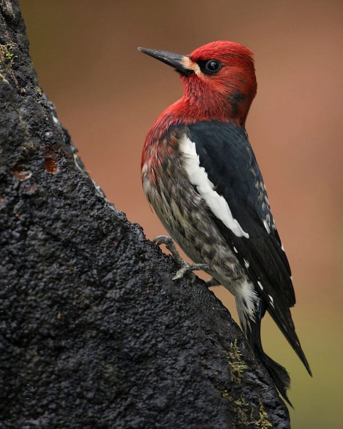 #eye_spy_birds: Stunning Birds Photography by Mike Ashbee