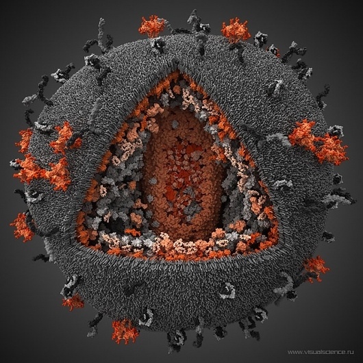Best Science Pictures and Visualizations of 2010 | Page 3 #human immunodeficiency virus #3d model