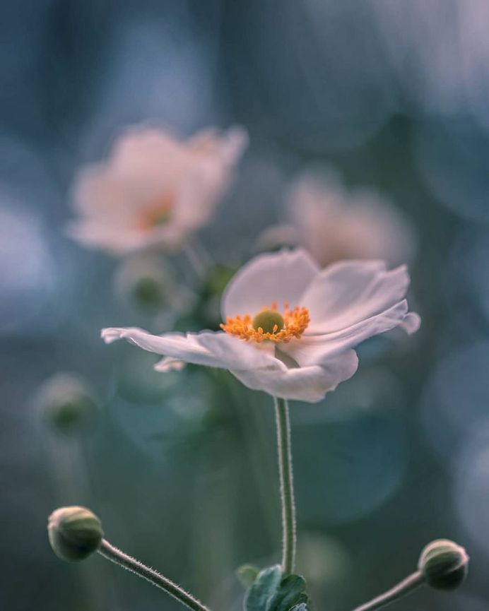 #splendid_flowers: Fantastic Flowers Photography by Elena Shavlovska