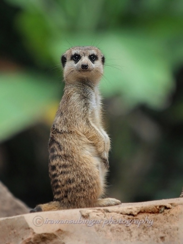 Animal Photography: Animal Photography by Irawan Subingar #photography #animals