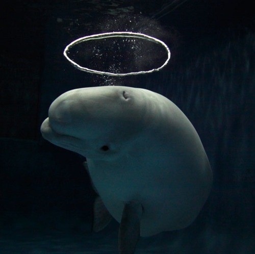 Jay Mug — This Japanese Beluga whale has become a sensation... #design #photography