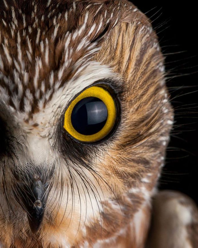 #birdstagram: Wonderful Bird Photography by Sean Graesser