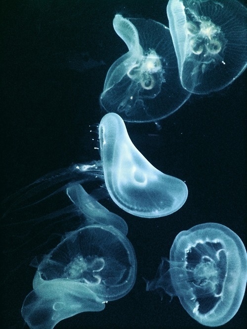 http://jencheema.tumblr.com/post/25662623315 #sea #jelly #fish #nature