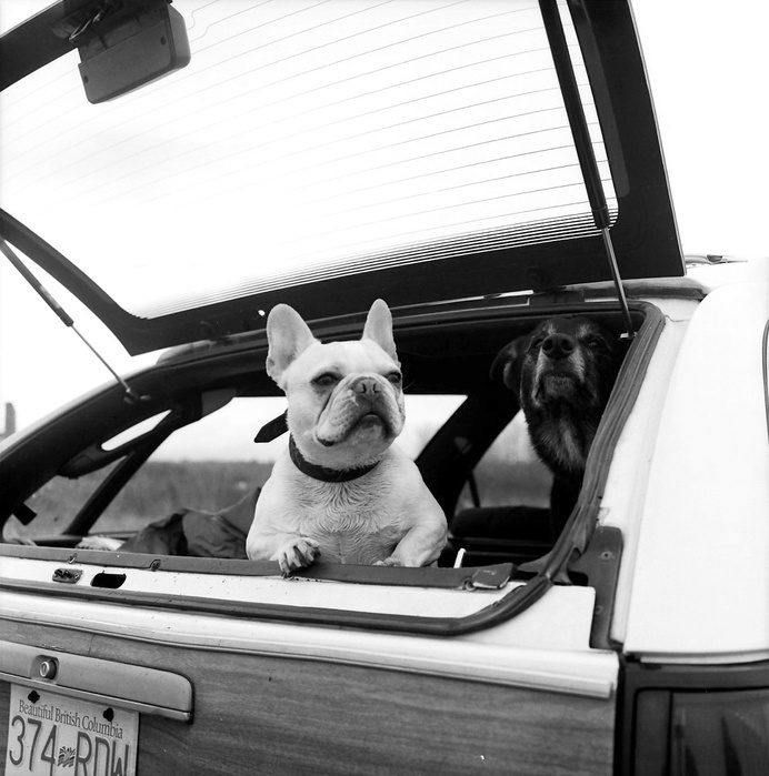 The Boss #white #trunk #waiting #boot #patience #boss #black #photography #and #cute #bulldog #car #friends #dog