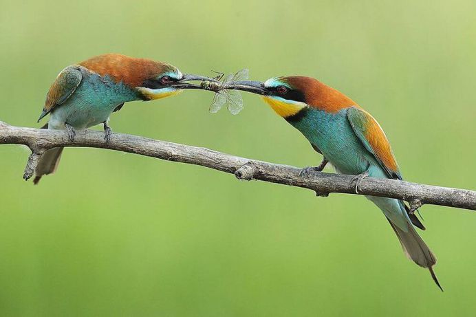 Animal Portraits by British Wildlife Photographer Lee Fisher