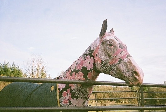Untitled | Flickr - Photo Sharing! #photography #retro #animals
