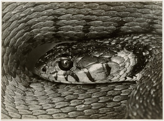 but does it float #slither #scales #coiled #serpent #snake #photography #reptile
