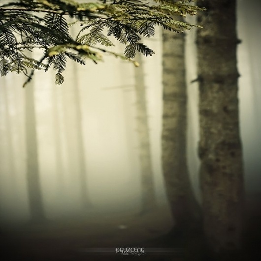 Jaw-dropping landscape photography by Oguz Cengizhanoglu | The D-Photo #trees