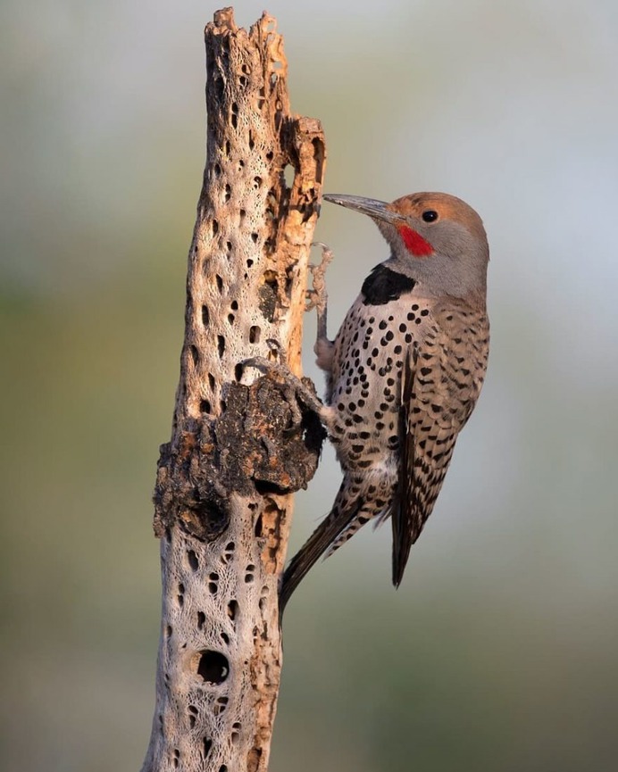 Amazingly Beautiful Birds Photography by Corey Hayes