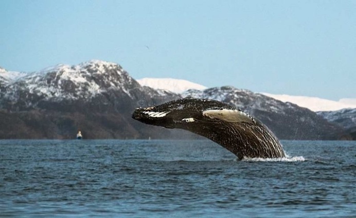Audun Rikardsen Captures Magnificent Whales on The Arctic Side of The World