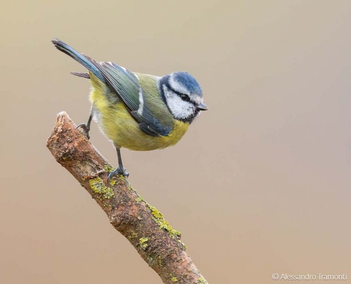 #birdwatching: Wonderful Bird Photography by Alessandro Tramonti