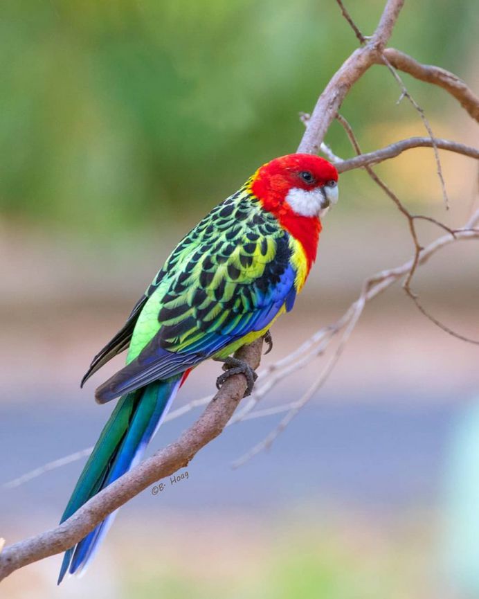 #your_best_birds: Creative Bird Photography by Bill Hoag