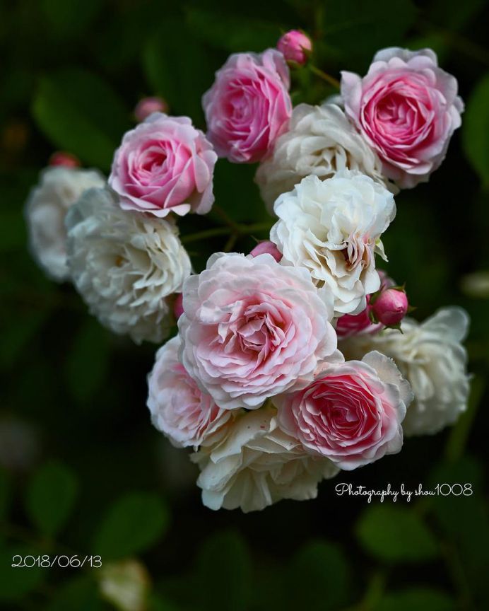Incredible roses by Shou