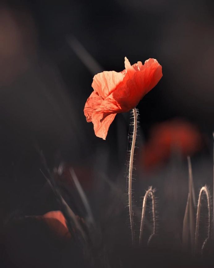 #flowerstagram: Wonderful Flower Photography by Fabien Bravin