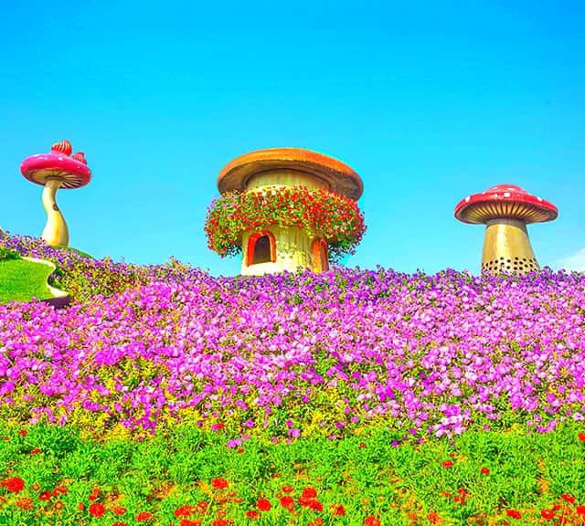 In its earlier season 5, the Dubai Miracle Garden introduced mushroom houses along with amazing integration of the flowers. These mushroom houses were also termed as toadstool houses. These houses were vividly visible at the Dubai Miracle Garden because they were located at the height of hill.