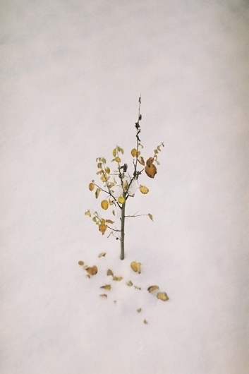 All sizes | Untitled | Flickr - Photo Sharing! #tree #snow #minimalism #photography #film