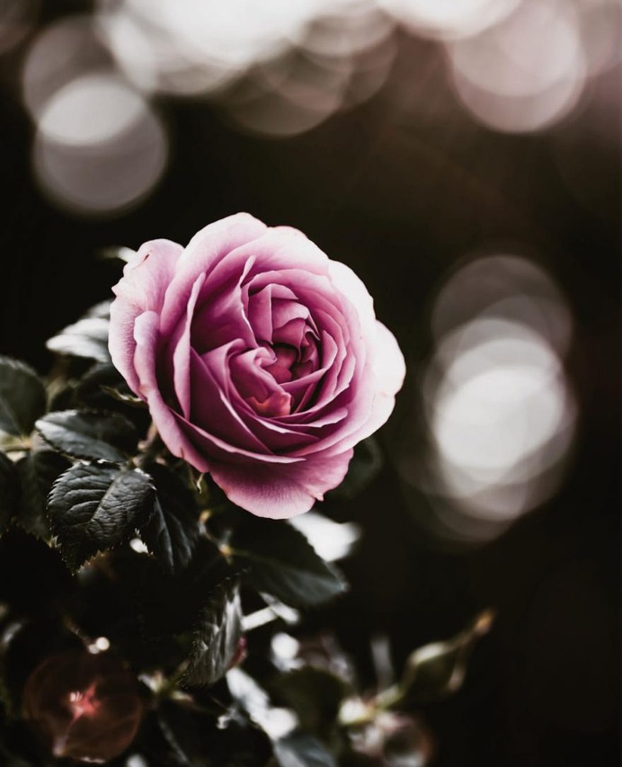 #flowerstagram: Creative Flowers Photography by Hiko Takahashi