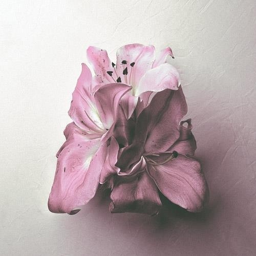 Kamp! #album #kamp #sulk #cover #soft #art #flower