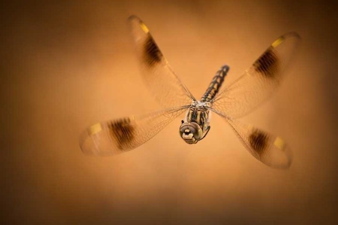Macro Photography by Erez Marom #inspiration #photography #macro