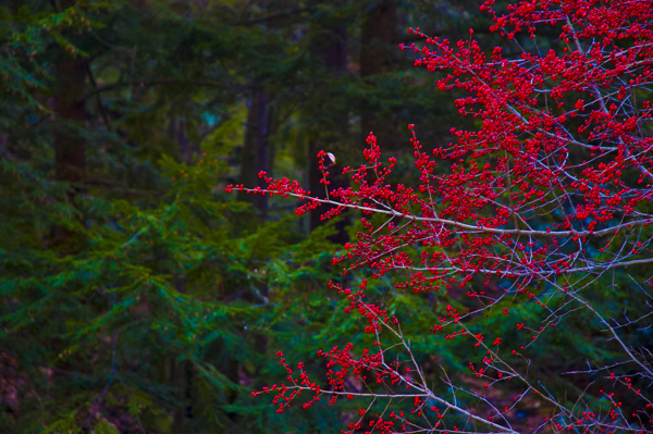 Photography #berries #red #contrast #forest #green