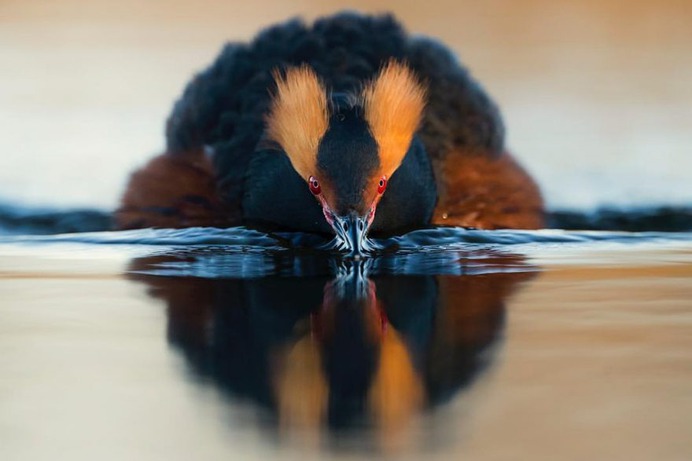 Brilliant Birds Photography by Jonas Classon