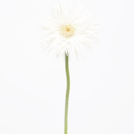 MA29 #flower #photography
