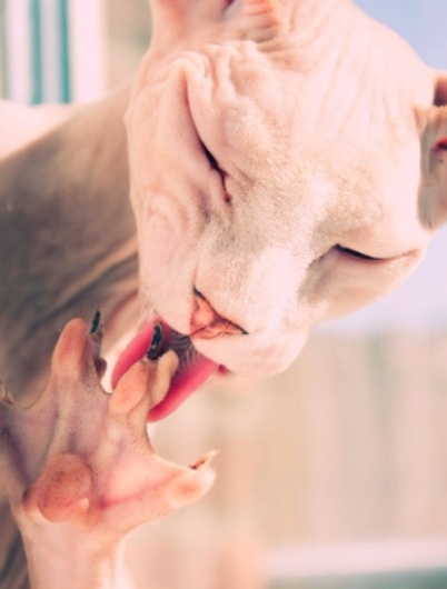 W E L L ※ F E D #sphynx