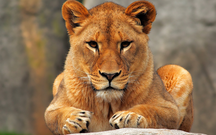 lioness