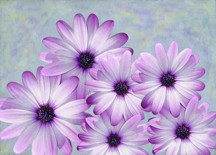 daisy painting & daisy paint by number #painting
