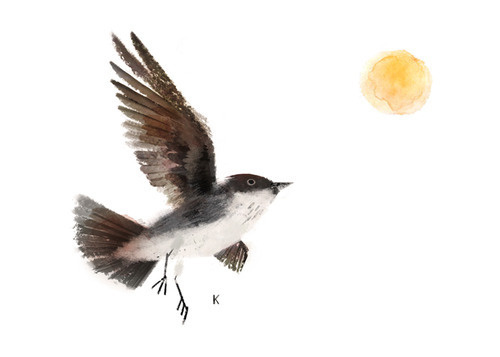 Eastern Kingbird #illustration #sun #bird