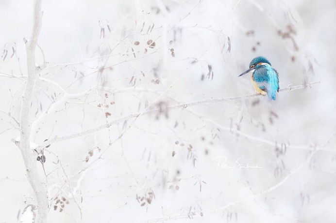 #bestbirdshots: Attractive Birds Photography by Petr Bambousek