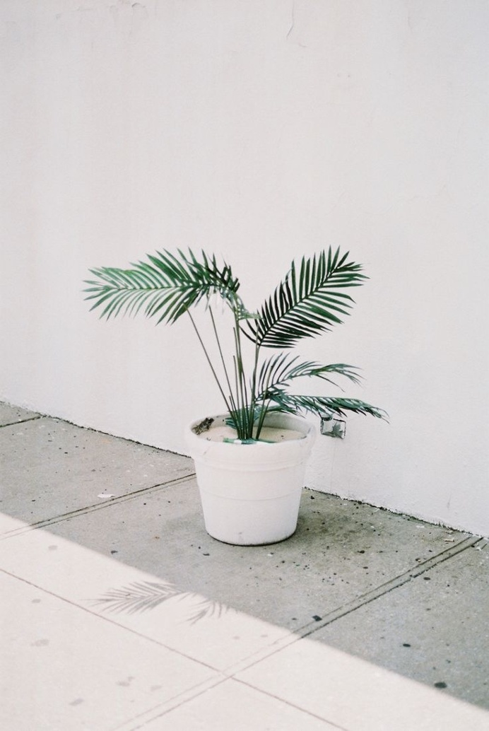 Plant. #plant #white #flowerpot