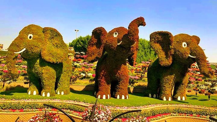 Trio of baby elephants at Dubai Miracle Garden.