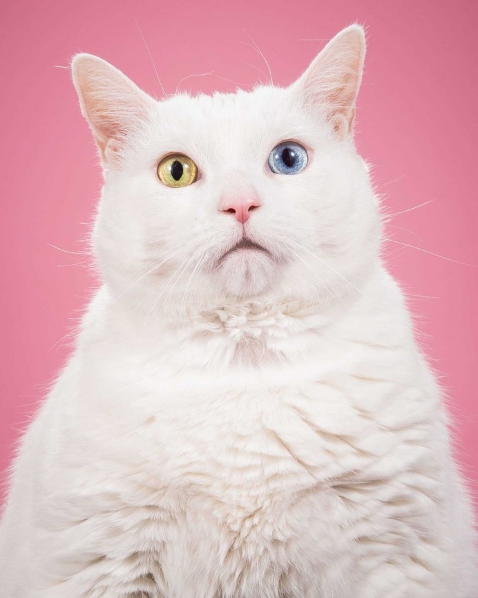 Fat Cats: Peter Thorne Captures Adorable Photos of Toronto's Chubby Cats